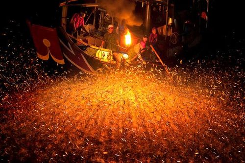 Cách đánh cá mòi bằng lửa như diễn xiếc của ngư dân trên biển