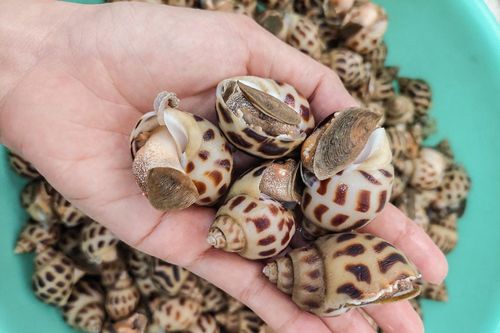 Thủy sản tồn cả nghìn tấn, nông dân mang đi bán lẻ