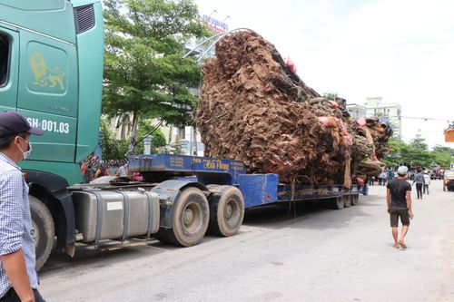 Quảng Ngãi: Di dời cây đa hơn 200 năm tuổi về trồng trên núi Thiên Bút