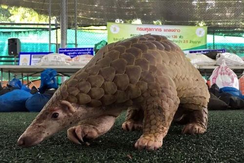 Tình trạng buôn bán động vật hoang dã bắt đầu 'nóng' trở lại