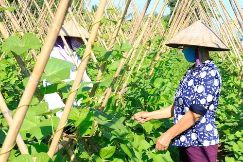 Sản xuất, kinh doanh trong thế chủ động phòng, chống dịch