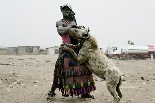 Nghề huấn luyện linh cẩu ở Nigeria
