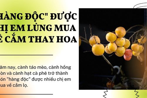 'Hàng độc' được chị em lùng mua về cắm thay hoa