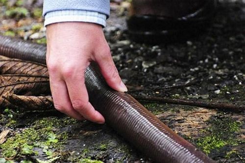 Sửng sốt quái vật giun khổng lồ hiền lành nhất quả đất