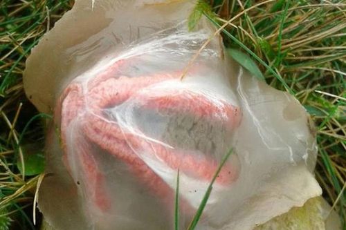 Nhặt trứng lạ 'ngoài hành tinh', phát hãi thấy nở ra xúc tu kỳ quái