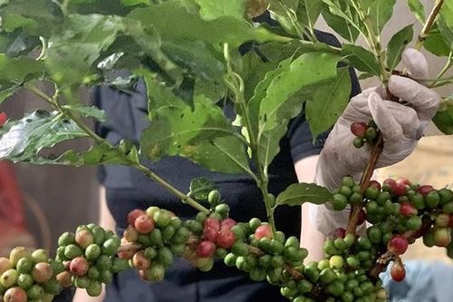 Cành cà phê trĩu quả 'đẹp lạ', chị em Hà thành lùng mua cắm chơi