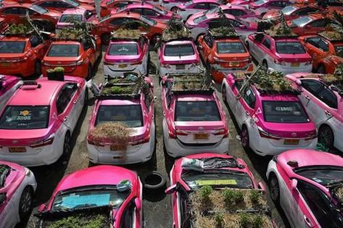 Ế khách mùa dịch, hãng taxi Thái Lan trồng rau trên ô tô