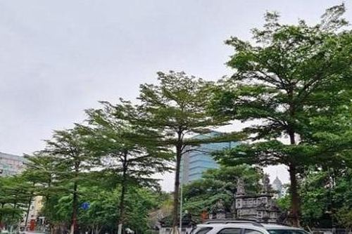 Vụ thổi giá cây xanh ở Hà Nội: Khởi tố, bắt tạm giam thêm 4 bị can