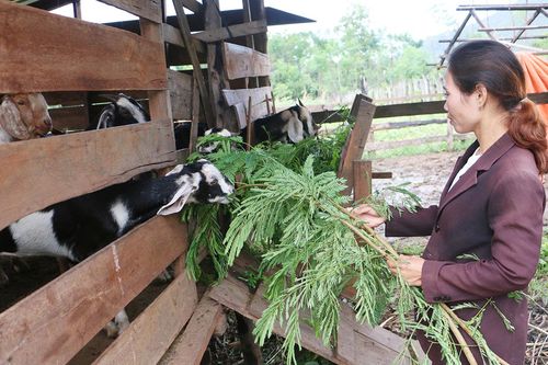 Chư Don tạo sinh kế cho đồng bào dân tộc thiểu số
