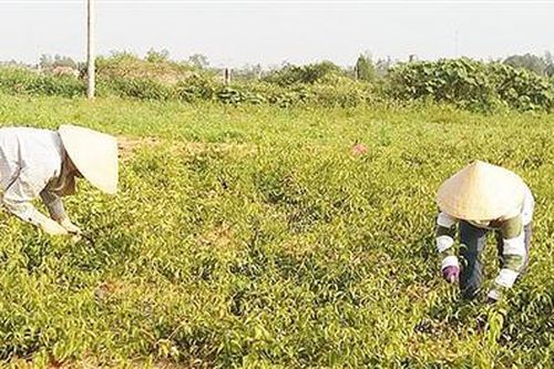 Tập trung phát triển cây trồng, con nuôi có thế mạnh ở Cam Lộ
