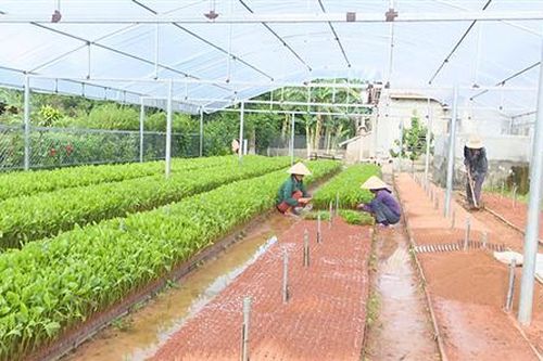 Cam Lộ nâng cao hiệu quả sản xuất lâm nghiệp