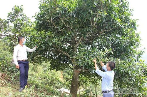 Bắc Yên phát triển cây trồng có lợi thế