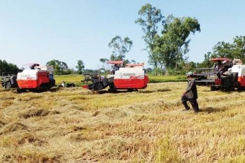 Kinh tế Nông nghiệp - Nông thôn Phú Lộc phát triển cánh đồng mẫu lúa, sản phẩm nông nghiệp sạch