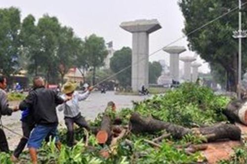 Vụ thay, trồng mới cây xanh tại Hà Nội: Khởi tố, bắt giam 4 bị can