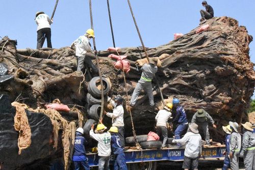 Cảnh di dời cây đa hơn 200 tuổi ở Quảng Ngãi