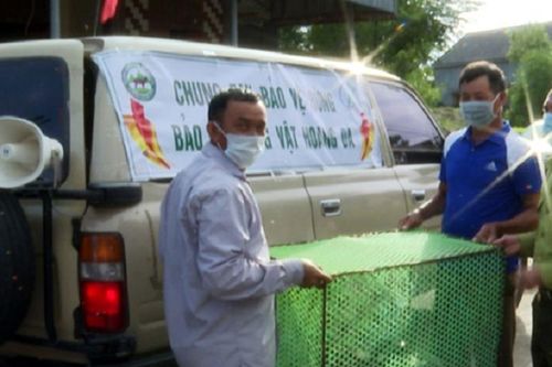 Trăn đất bỗng dưng 'lạc trôi' trên biển Hà Tĩnh: Quý hiếm thế nào?