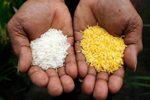 Philippines gây tranh cãi với gạo biến đổi gen