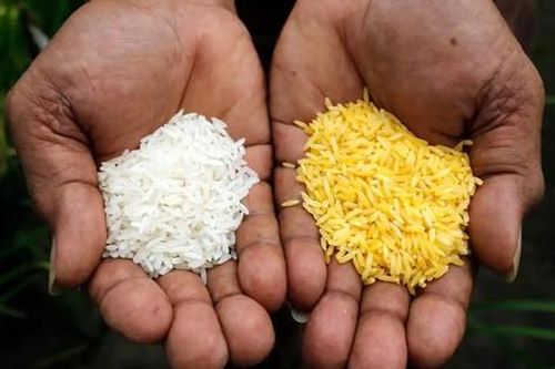 Philippines gây tranh cãi vì cấp phép cho gạo vàng