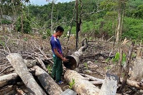 Khởi tố, bắt tạm giam 4 đối tượng phá rừng tự nhiên quy mô lớn