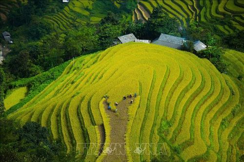 Mùa vàng trên những thửa ruộng bậc thang Hoàng Su Phì