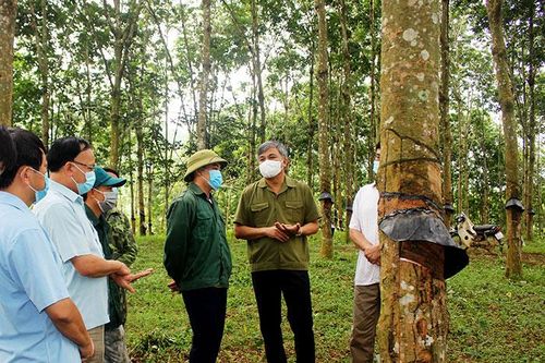 Sớm giải quyết vướng mắc trong quản lý, sử dụng đất góp trồng cao su
