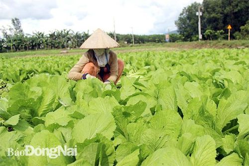 Mặt hàng rau củ cung không đủ cầu, nhưng vẫn khó tiêu thụ