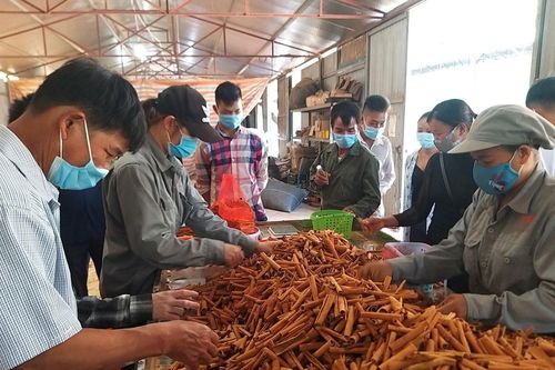 Trao đổi kinh nghiệm sản xuất, kinh doanh quế bền vững