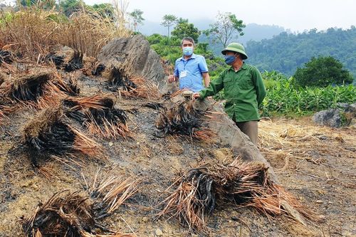 Bảo Thắng: Không bán được tinh dầu, nông dân trồng sả thiệt hại