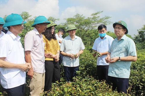 Phó Bí thư Thường trực Tỉnh ủy thăm mô hình cựu chiến binh sản xuất, kinh doanh giỏi