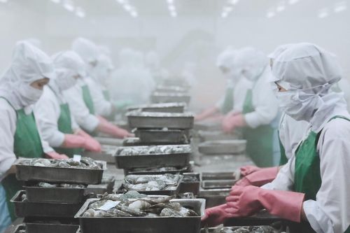 Nhà máy thủy sản ở miền Tây gấp rút hoạt động trở lại