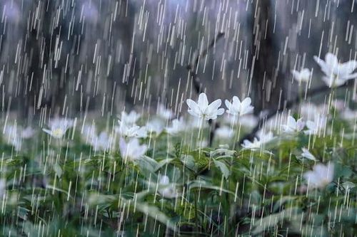 Chữ và nghĩa: 'Nước mưa là cưa trời'