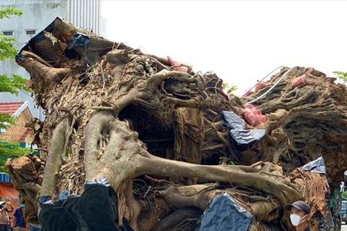 Nỗ lực tái sinh 'cụ đa' 200 tuổi