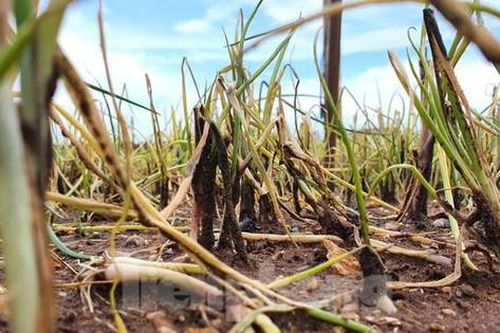Xót xa hàng nghìn ha rau ở Nghệ An chết rũ ngoài đồng