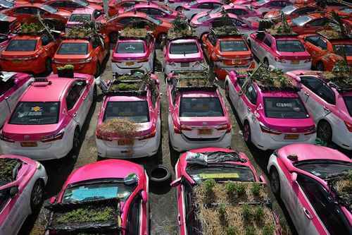 Hãng taxi ế ẩm vì Covid-19, hàng trăm ô tô bị biến thành vườn rau có 1-0-2