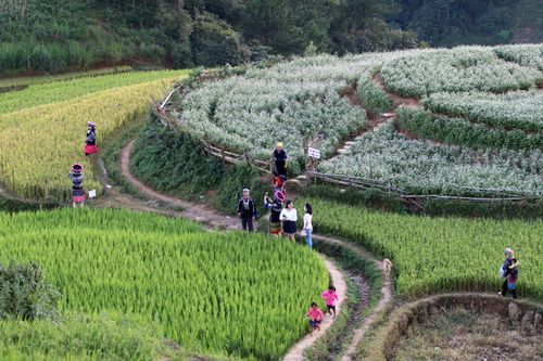 Các địa phương rục rịch đón khách, phục hồi du lịch nội địa