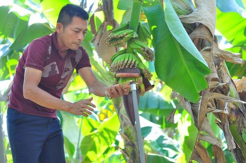 Nông nghiệp Đam Rông bứt phá nhờ công nghệ cao