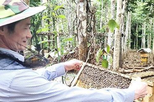 Trang trại nuôi ong gắn với bảo vệ môi trường