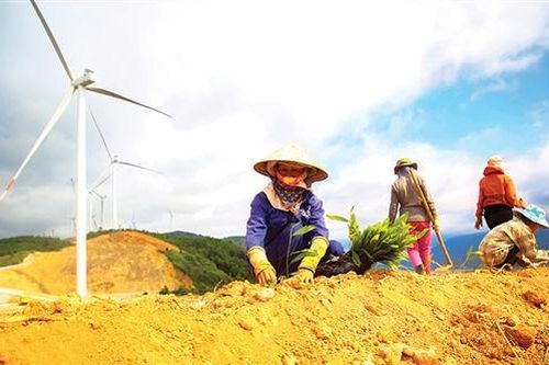 Hoàn thổ, trồng lại rừng ở địa bàn triển khai điện gió
