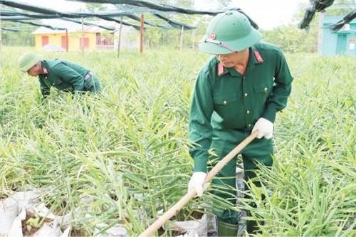Chính trị - Xã hội Trồng gừng trong bao