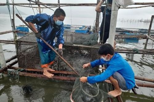 Kinh tế Kinh tế Hỗ trợ người dân tiêu thụ nông sản, thủy sản