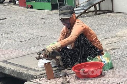Coi chừng rước bệnh vào thân khi nuôi rùa làm thú cưng
