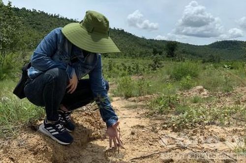 Khởi tố vụ phá hơn 11 héc ta rừng phòng hộ để trồng bạch đàn