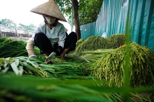 Hà Nội: Làng cốm Mễ Trì tất bật cho vụ mới