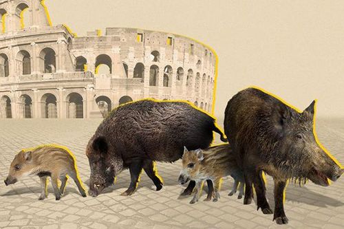 Lợn rừng tràn vào thủ đô Rome của Ý, tấn công người cướp thức ăn