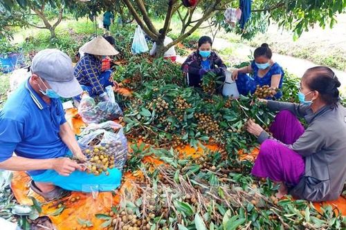 Cần Thơ nới lỏng giãn cách xã hội, nông sản đã có đầu ra