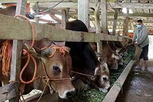 Chăn nuôi trâu, bò vỗ béo ở Chi Lăng: Nhân rộng mô hình điểmTin khácThông tin về đầu mối liên lạc, ứng trực 24/24 giờ hỗ trợ công dân nước ngoài của Sở Ngoại vụ tỉnh Lạng SơnThư kêu gọi vận động ủng hộ công tác phòng, chống dịch Covid-19