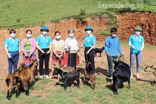 Hỗ trợ hội viên nghèo mua dê giống