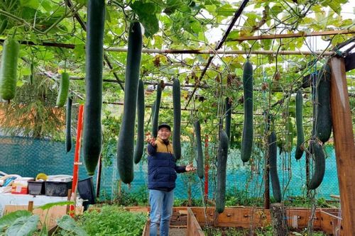 Ông bố Việt ở CH Séc cải tạo đất sỏi thành vườn rau