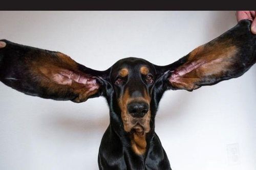 Chú chó có đôi tai dài nhất thế giới