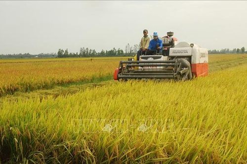 Bạc Liêu hỗ trợ nông dân xuống giống lúa vụ Thu Đông